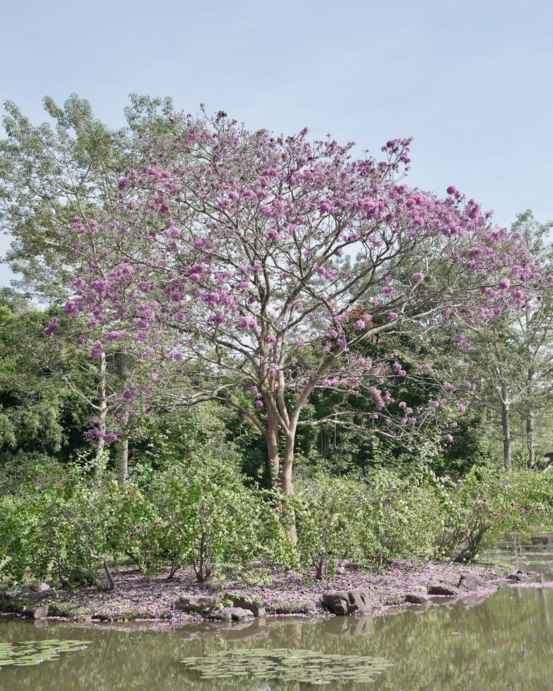 Menglun Botanical Garden — Xishuangbanna (2)