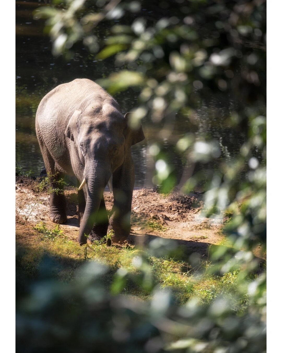 Wild Elephant Watching — Xishuangbanna (2)