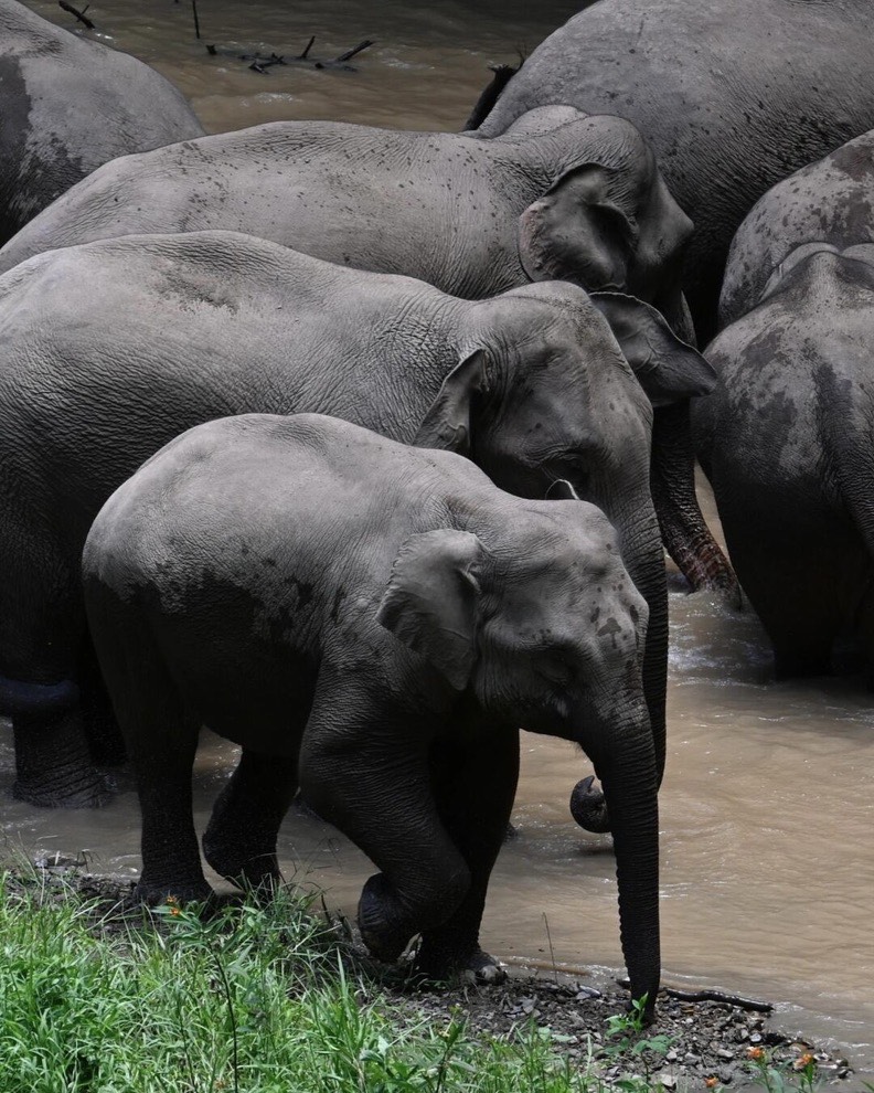 Wild Elephant Watching — Xishuangbanna (1)