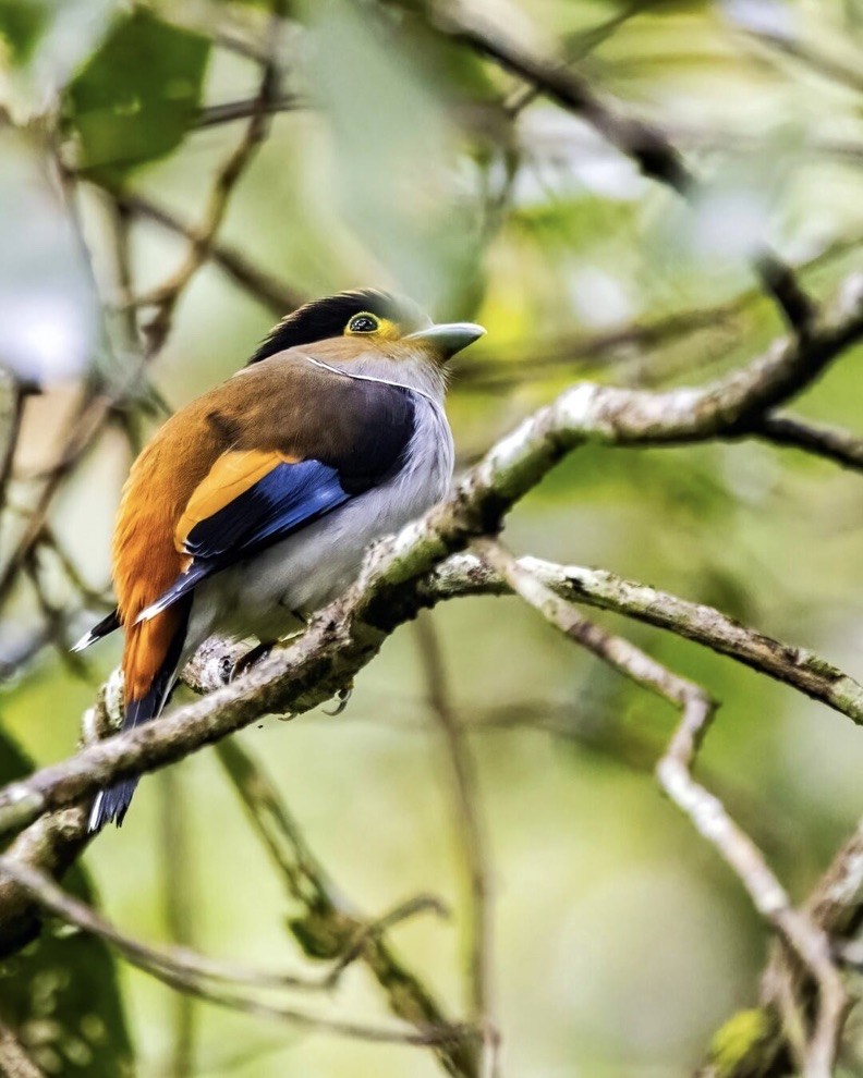 Wild Elephant Watching — Xishuangbanna (6)