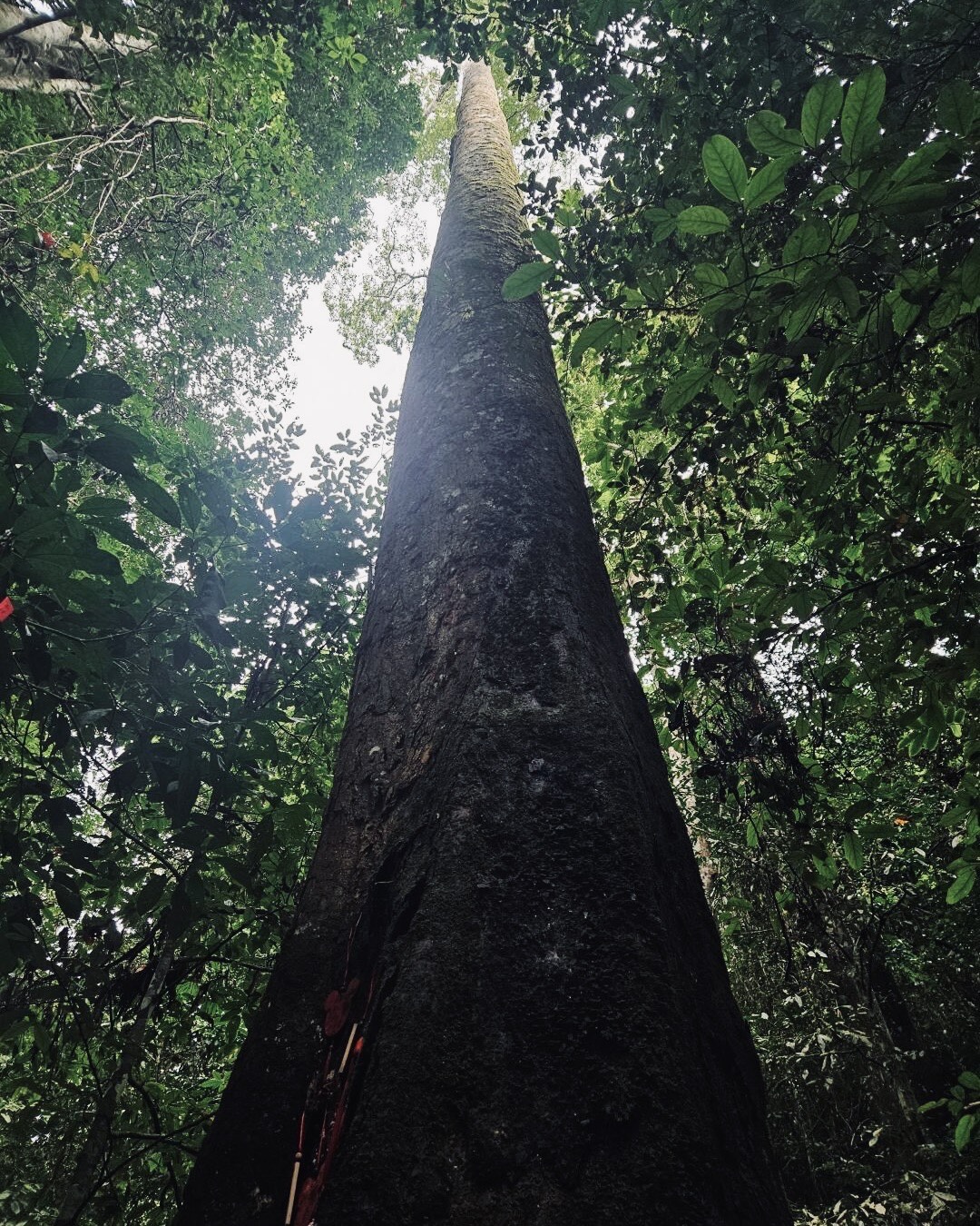 Tree‑Top Walks — Xishuangbanna (4)