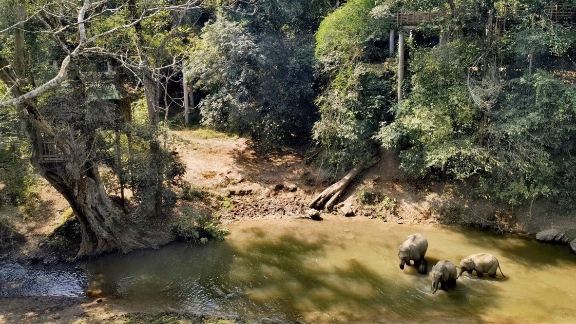 Wild Elephant Watching — Xishuangbanna (4)