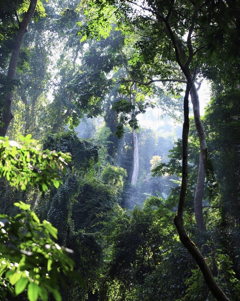 Tree‑Top Walks — Xishuangbanna (5)