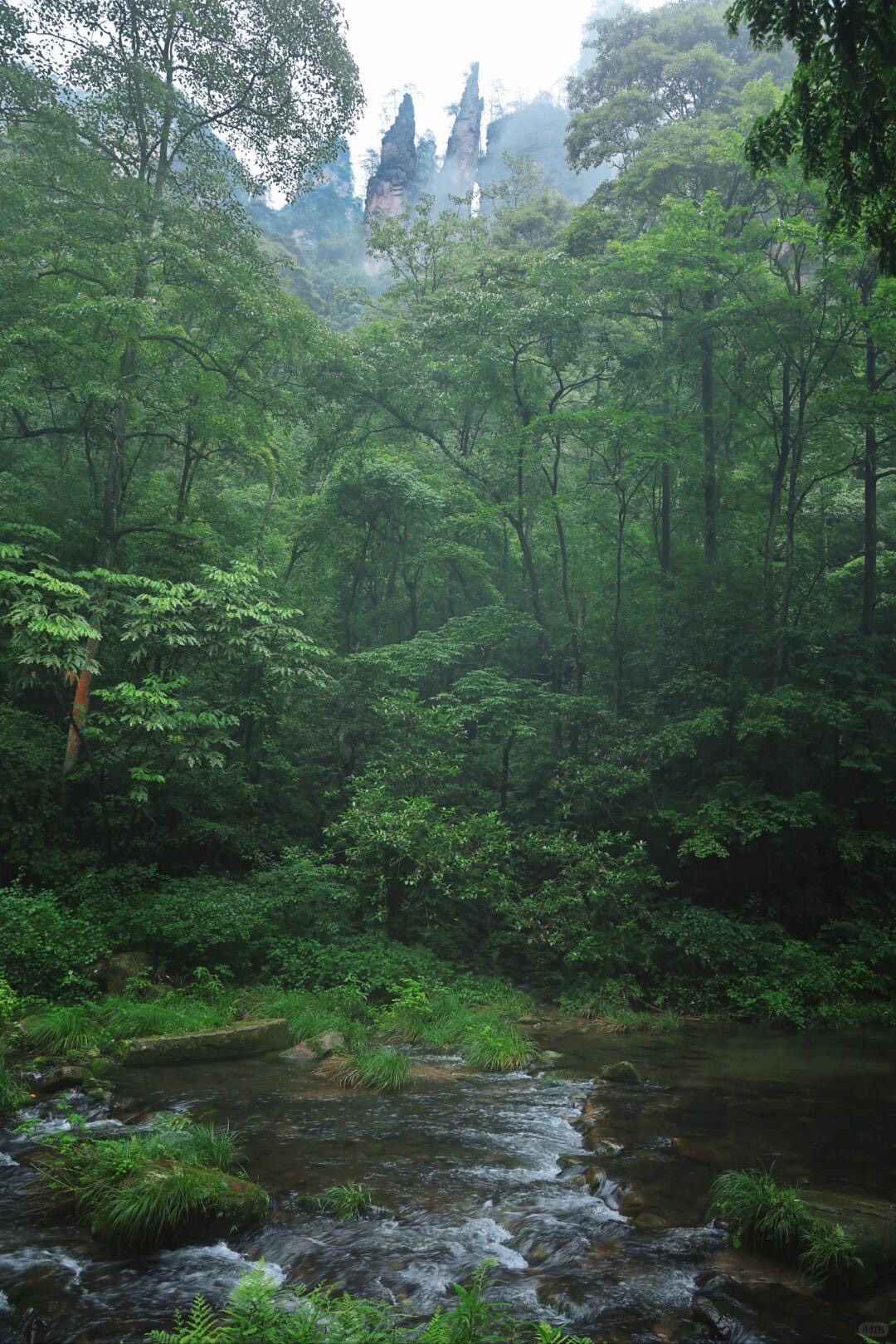 Wulingyuan: The UNESCO Core & Avatar Peaks — Zhangjiajie (7)