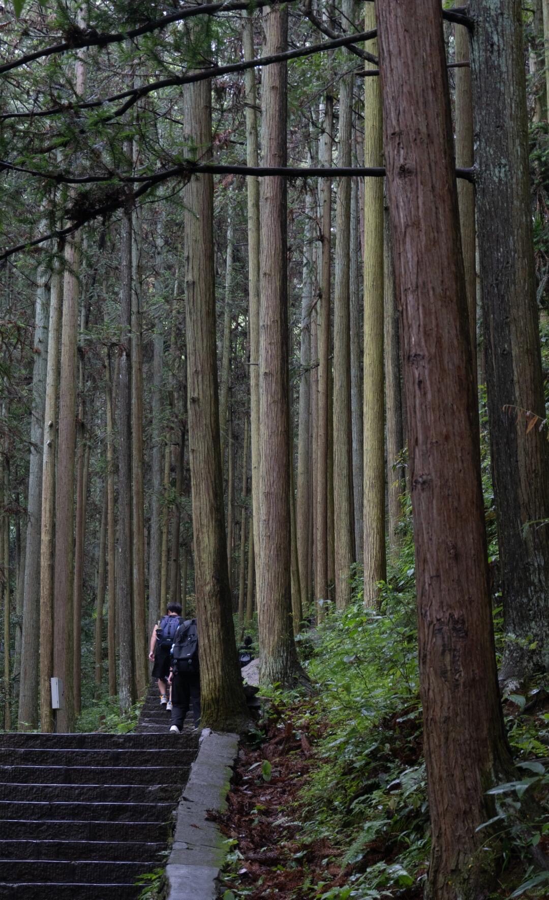 Wulingyuan: The UNESCO Core & Avatar Peaks — Zhangjiajie (4)
