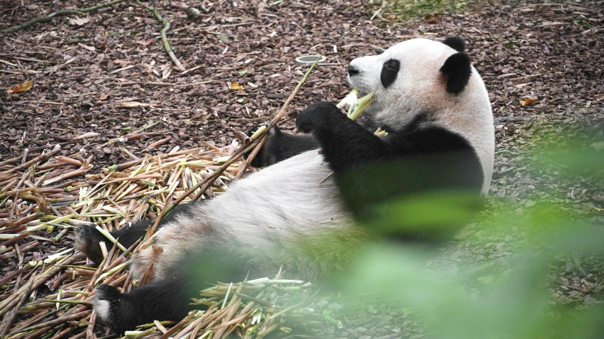 Adult giant panda eating bamboo shoots at the Chengdu Research Base of Giant Panda Breeding