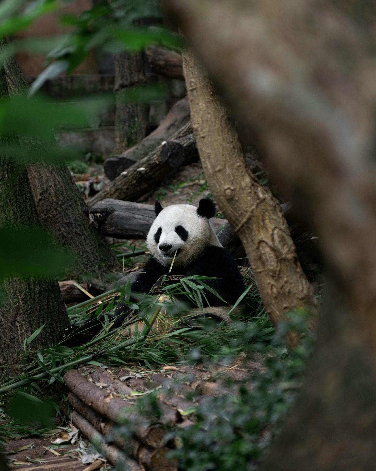 Giant panda feeding in a bamboo forest enclosure at the Chengdu Research Base