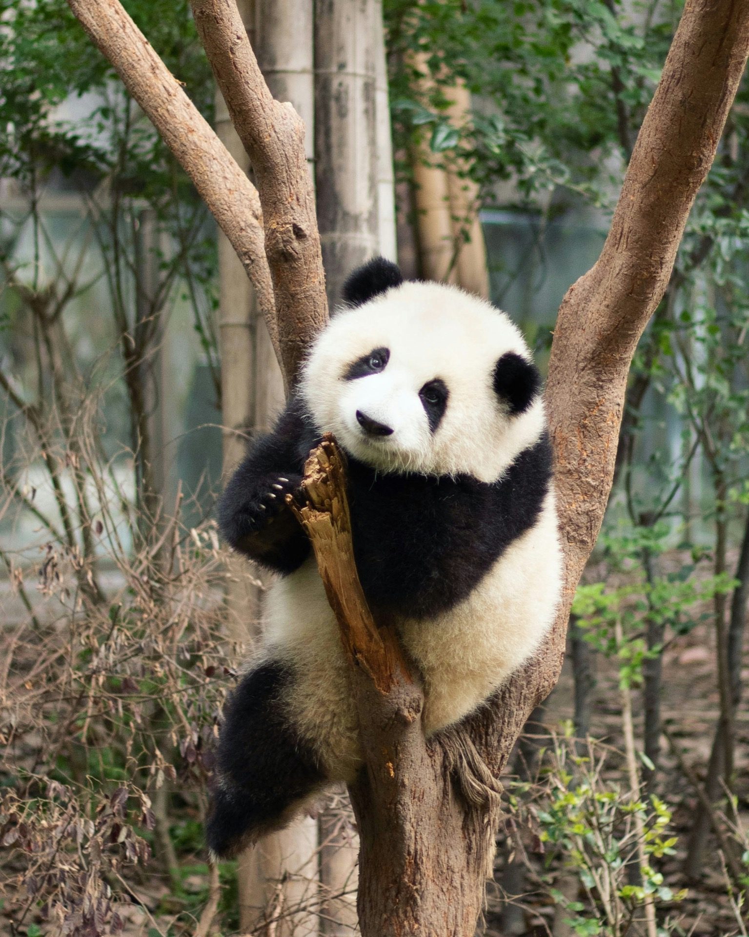 Giant panda cub climbing a tree at the Chengdu Research Base