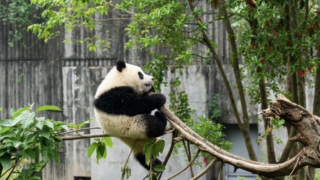 Giant Panda cub resting on a tree branch at the Chengdu Research Base