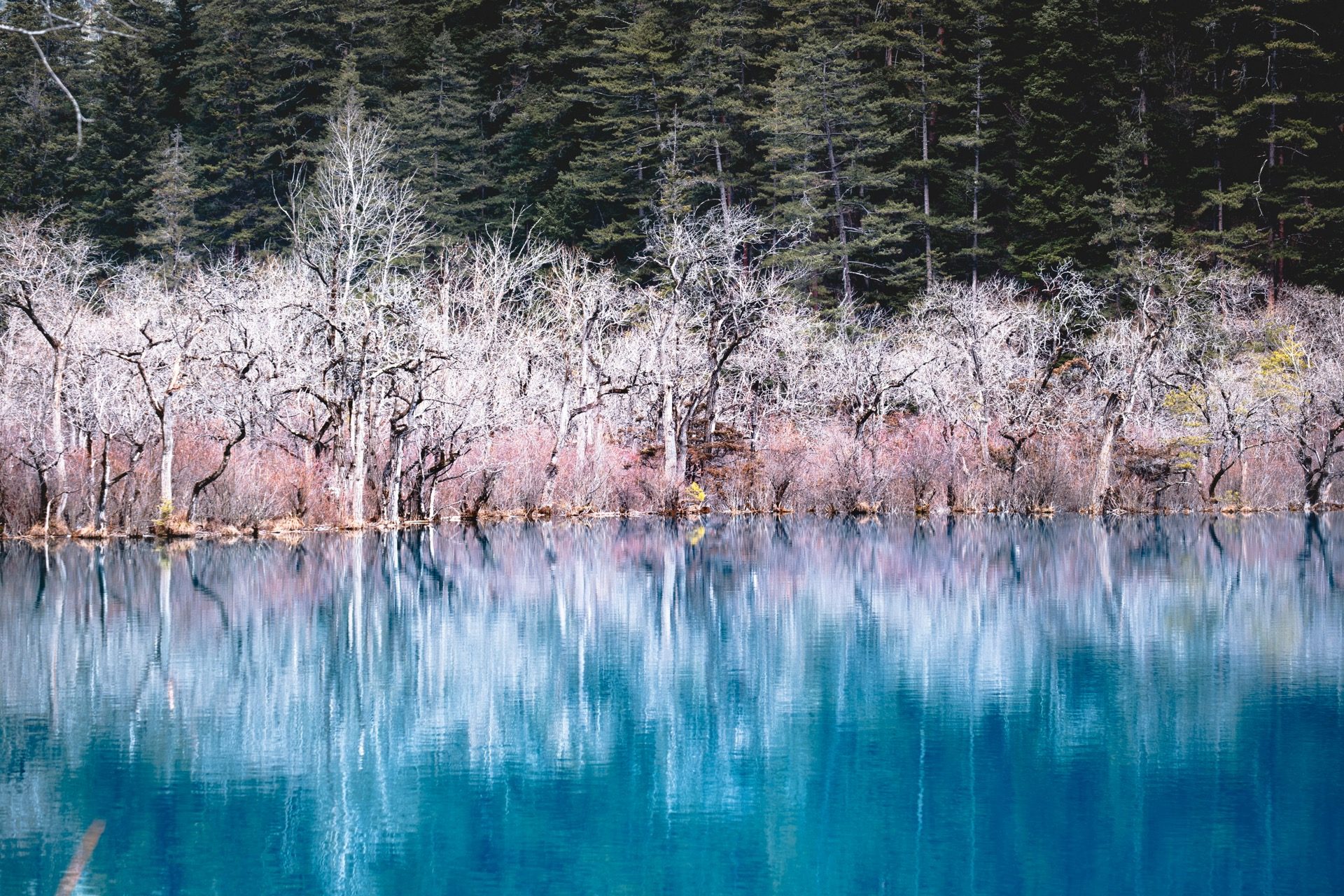 Bare winter trees reflected in the turquoise stillness of a Jiuzhai Valley lake