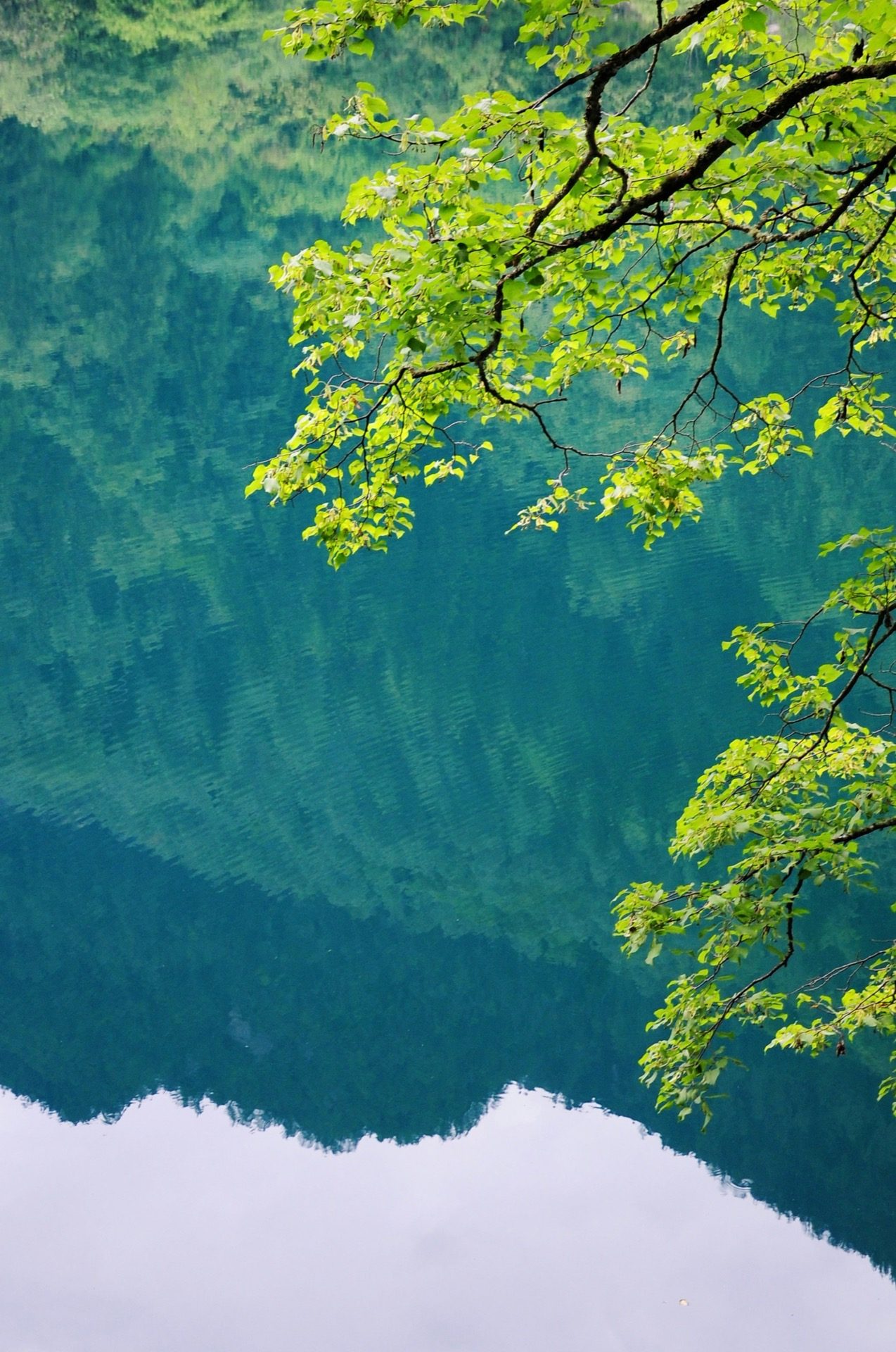 Emerald Jiuzhai Valley lake reflecting vivid green tree branches overhead