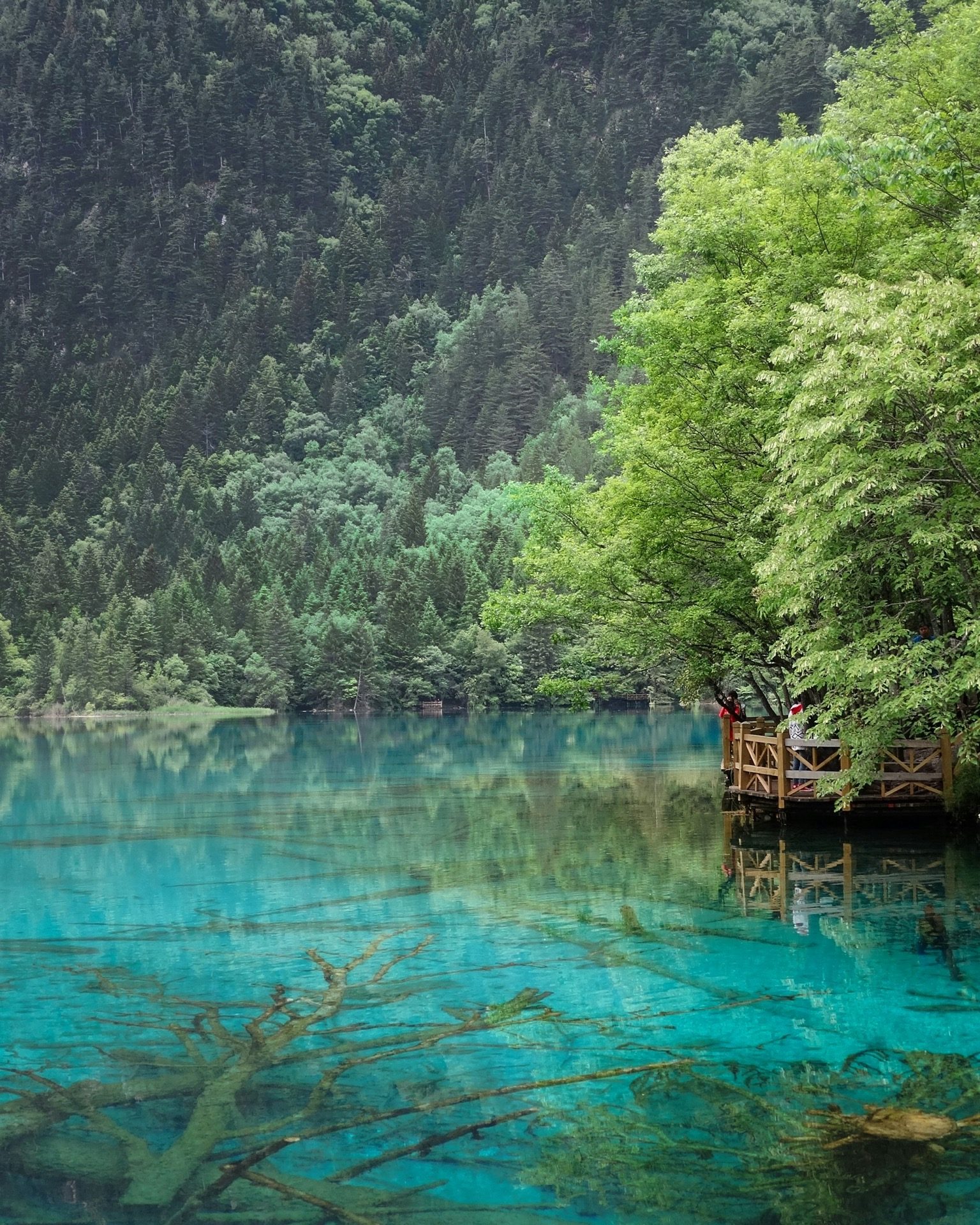 Submerged tree branches visible through crystal-clear turquoise water in Jiuzhai Valley