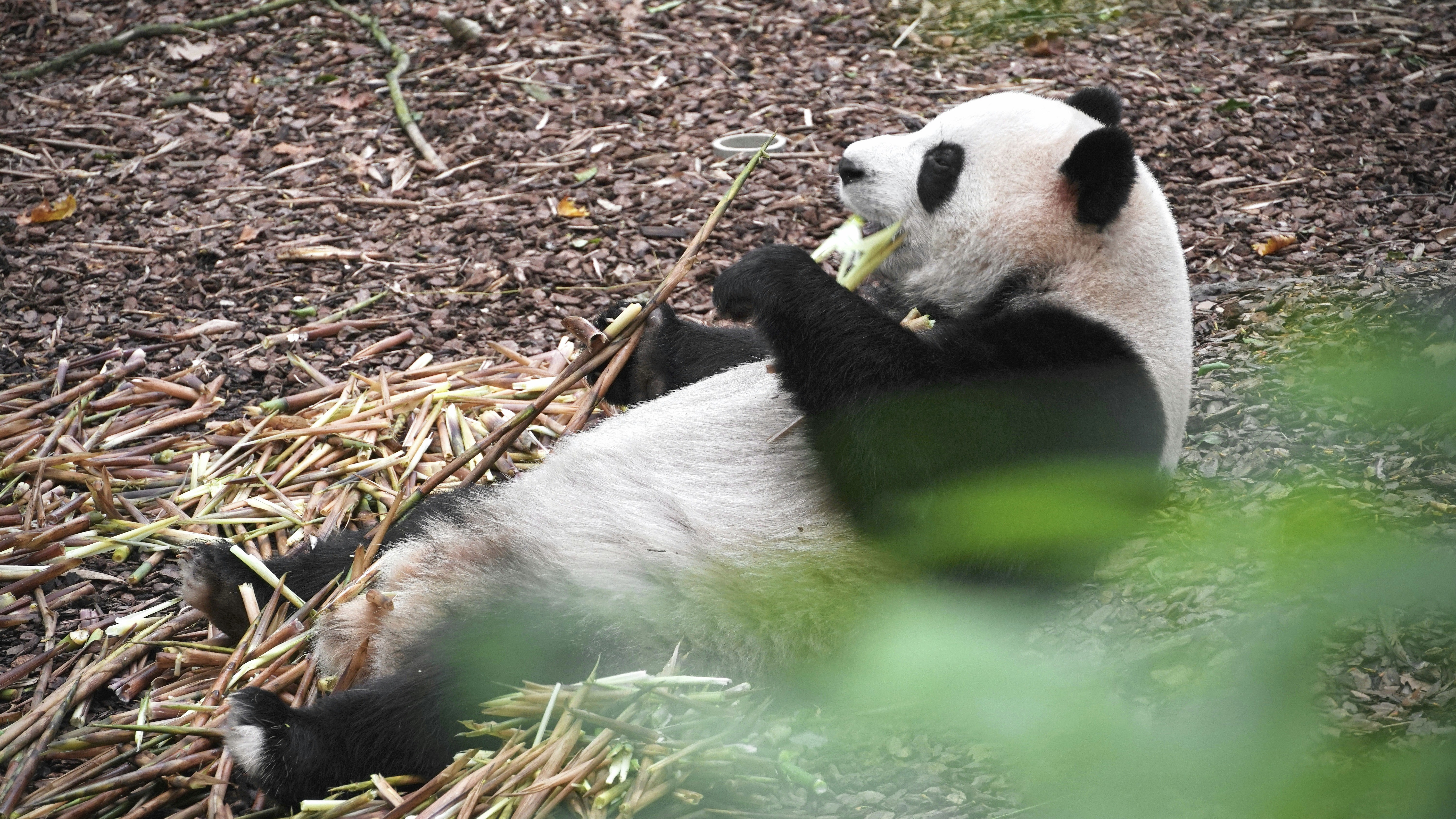 An adult giant panda working through a stem of bamboo at the Chengdu Panda Base — the soft first morning of the trip