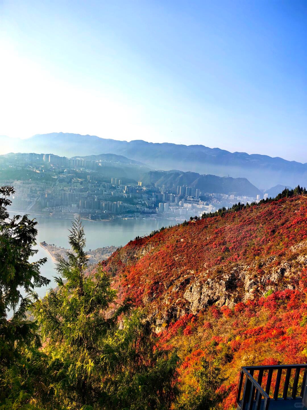 Red autumn foliage on the ridge with the Yangtze city and river stretched below — Longji viewpoint
