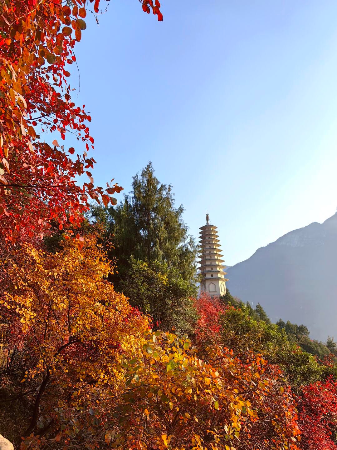 A pagoda rises above autumn-red trees on the Longji ridge, mountains behind