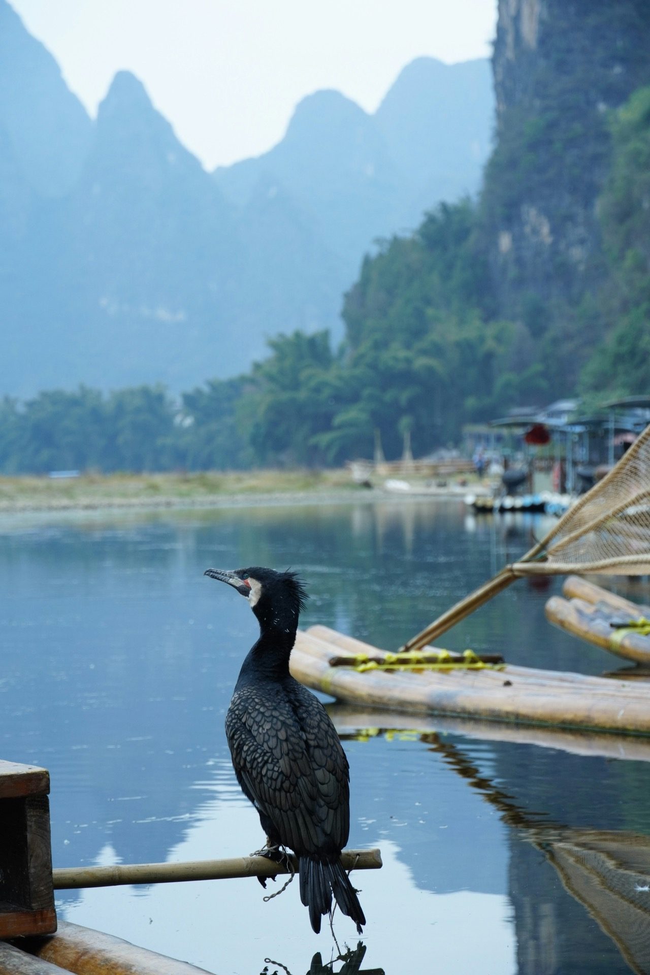 Close-up of a cormorant fishing bird perched on a raft on the Li River, Guilin — Guilin private tour