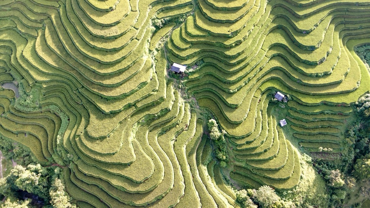 Aerial view of golden Longji rice terraces curling around the Longsheng hillsides