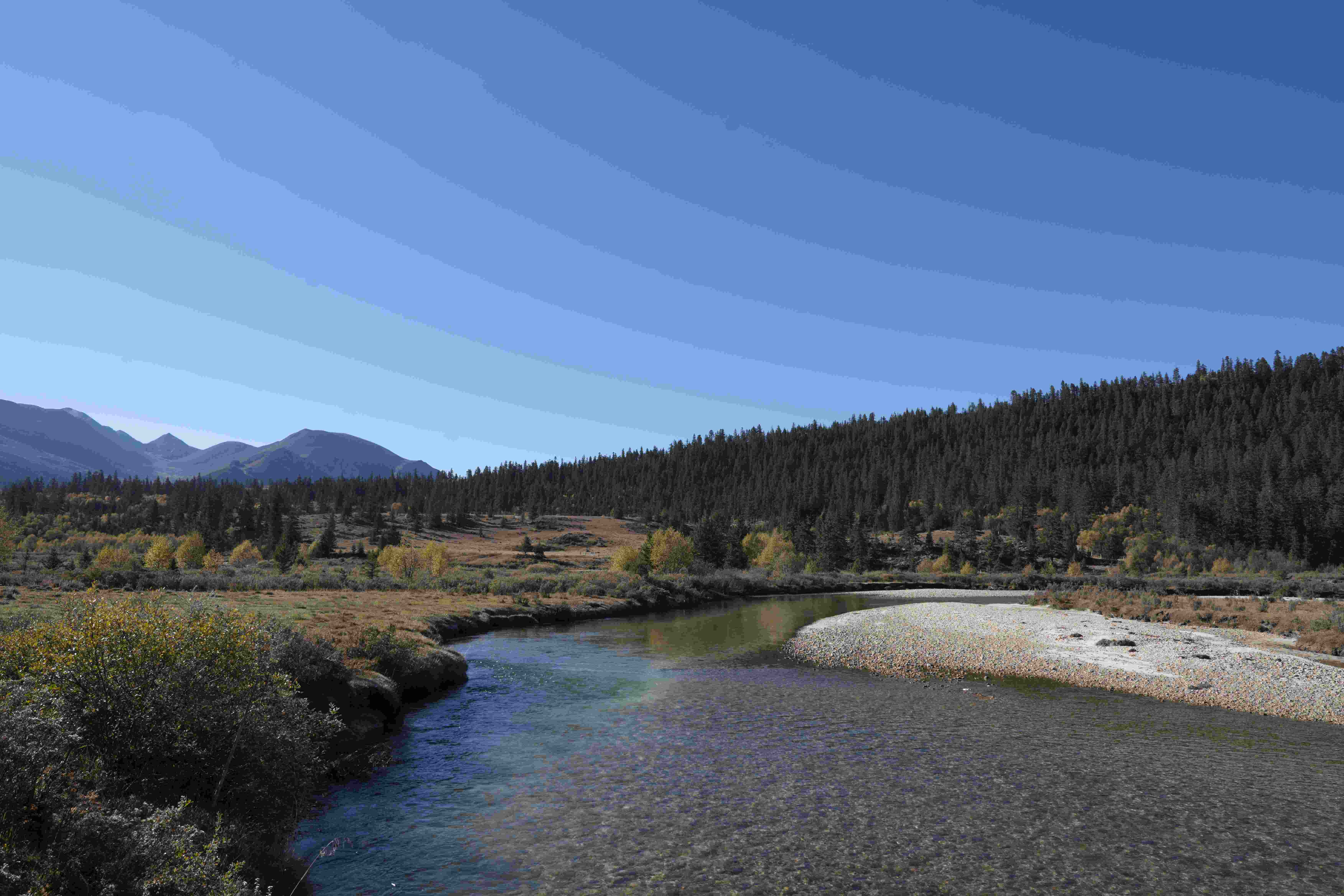 A braided turquoise river runs through autumn meadow and pine forest below the Daocheng Yading peaks