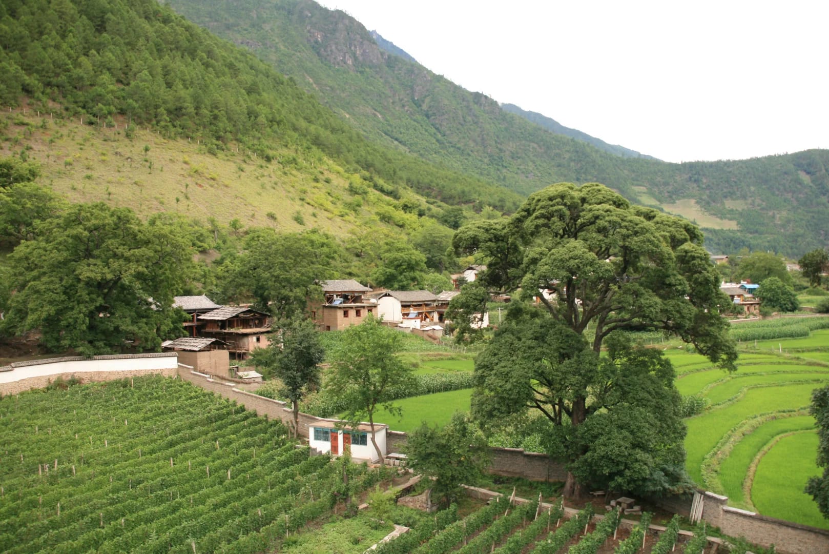 Vines on the valley floor at Cizhong in the Lancang valley, village houses and mountains behind