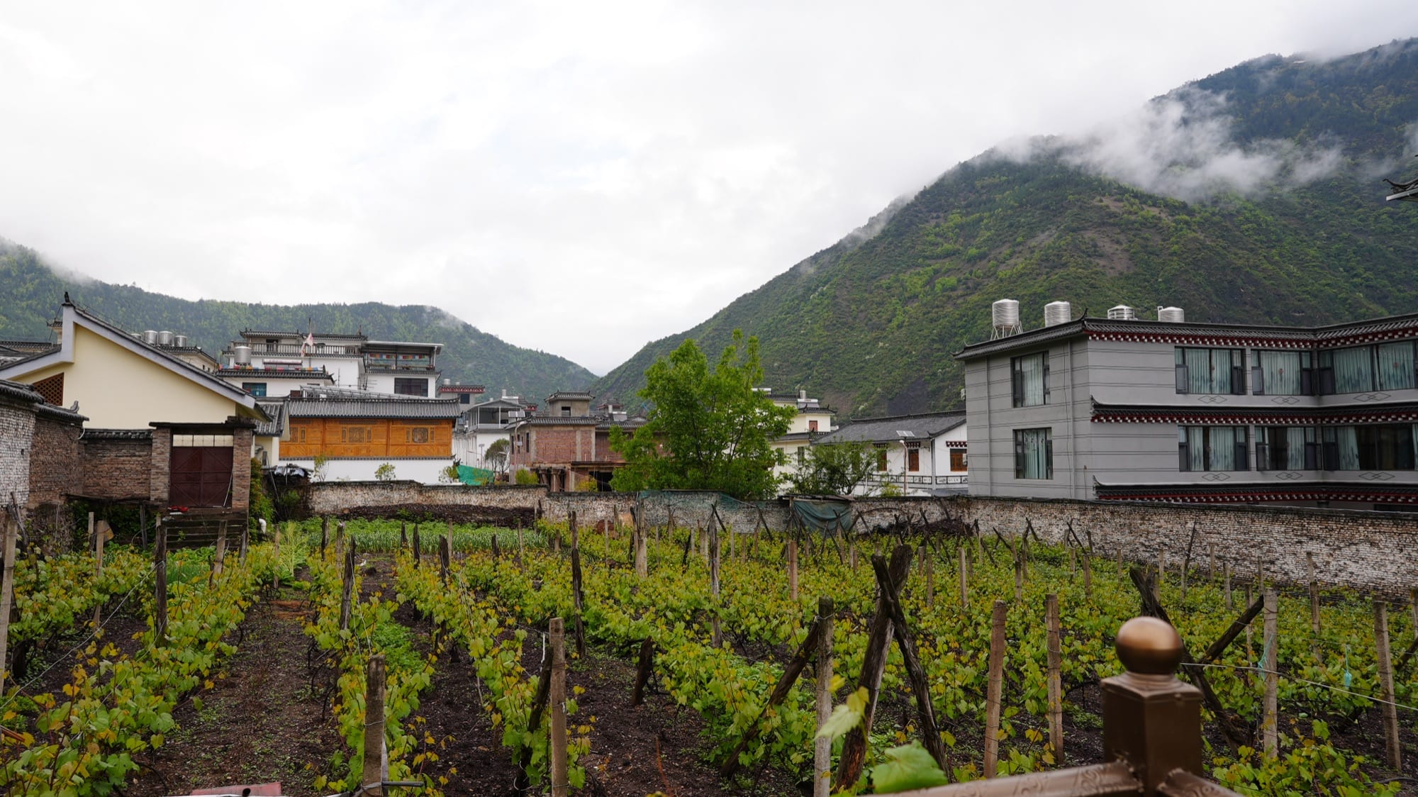Vineyard rows on the terraces above Cizhong village, mist lifting off the Lancang valley behind them — the Shangri-La Wine Journey by Boutique China