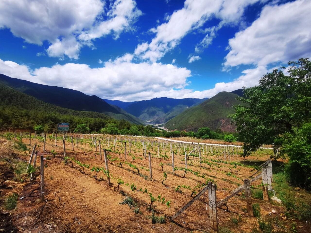 Lapu Valley's Vidal vineyard in the Tacheng valley under a big sky, forested ridges all round — Shangri-La Wine Journey