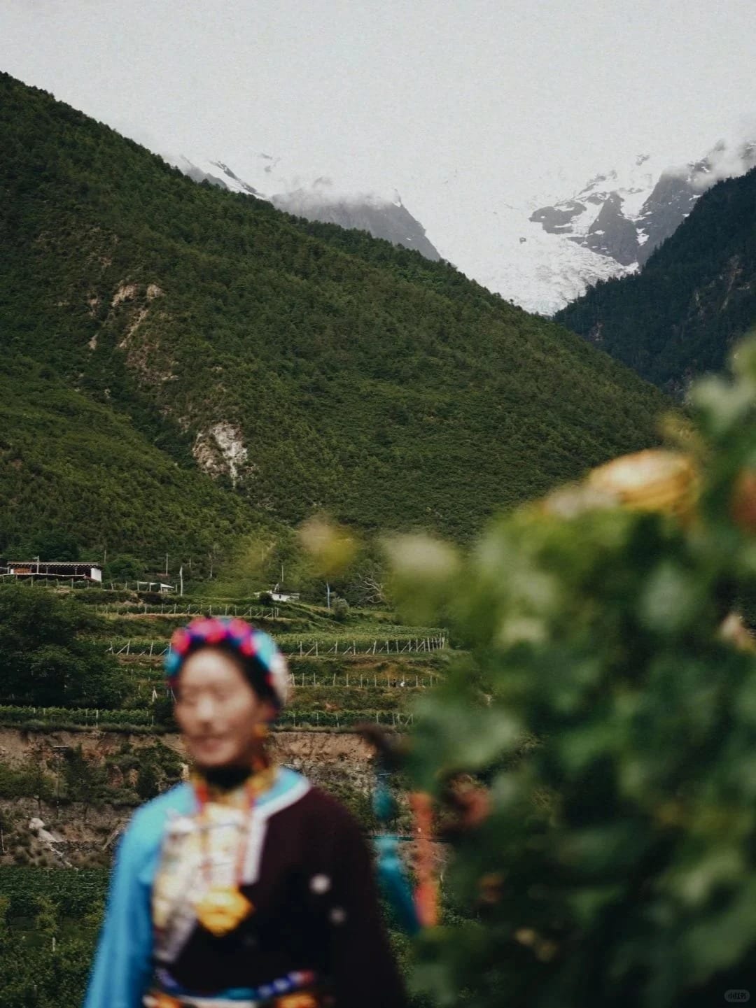 Rows of vines running towards the mountains in the Meili wine region — Shangri-La Wine Journey