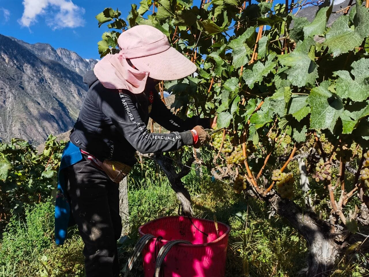 A picker in a sun hat cutting bunches of grapes at harvest in the Simang vineyard — Shangri-La Wine Journey