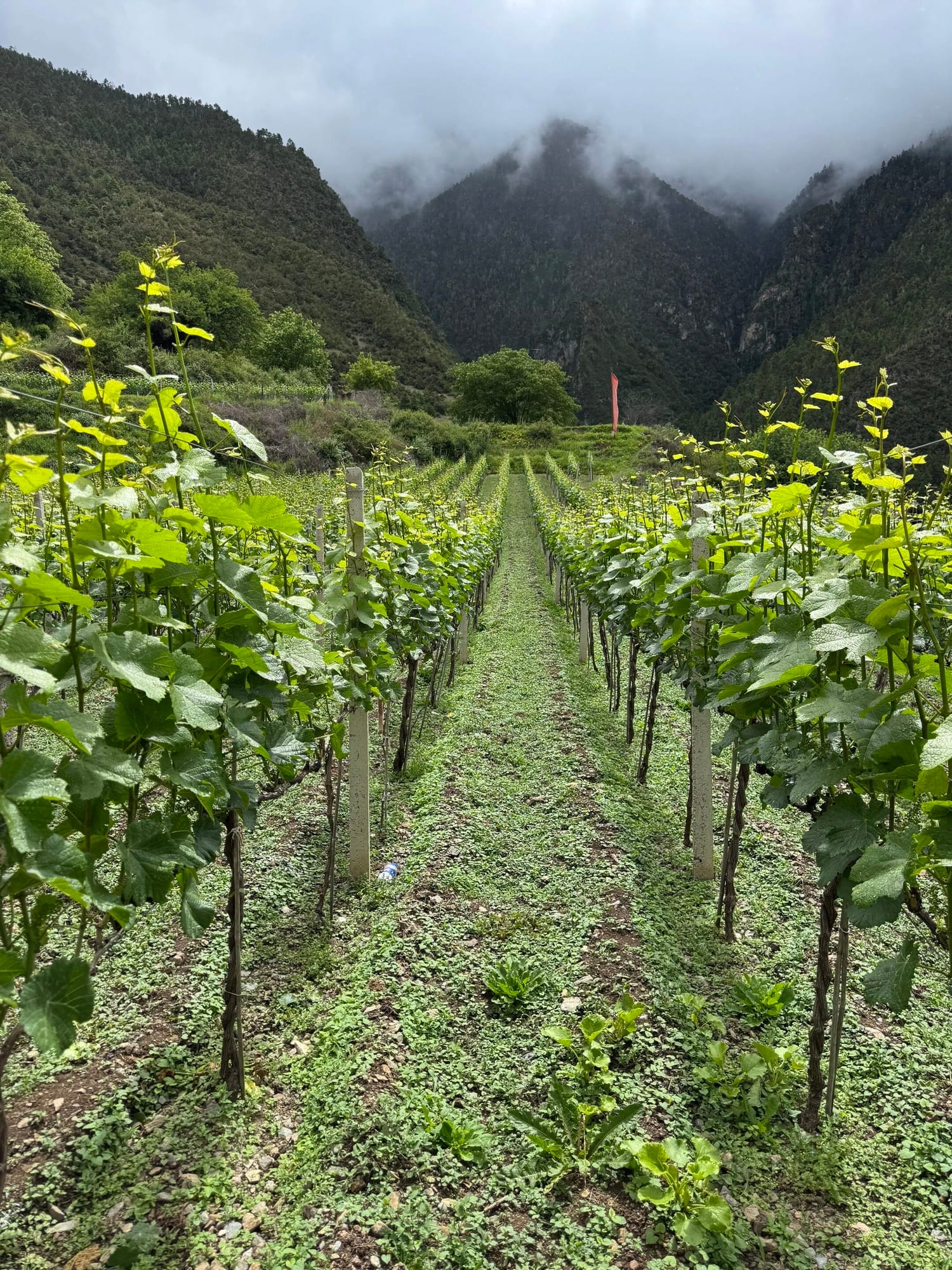 Green rows of vines on a grassed slope at Simang winery in the Meili wine region — Shangri-La Wine Journey