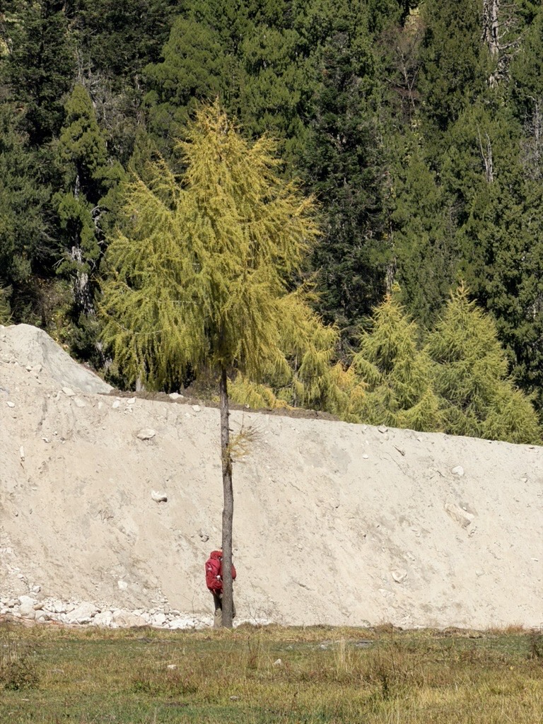 Golden larch beside a dry highland riverbed in West Sichuan