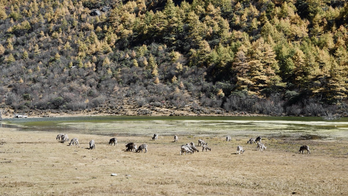 Highland herd grazing a dry meadow between Daocheng and Lugu Lake