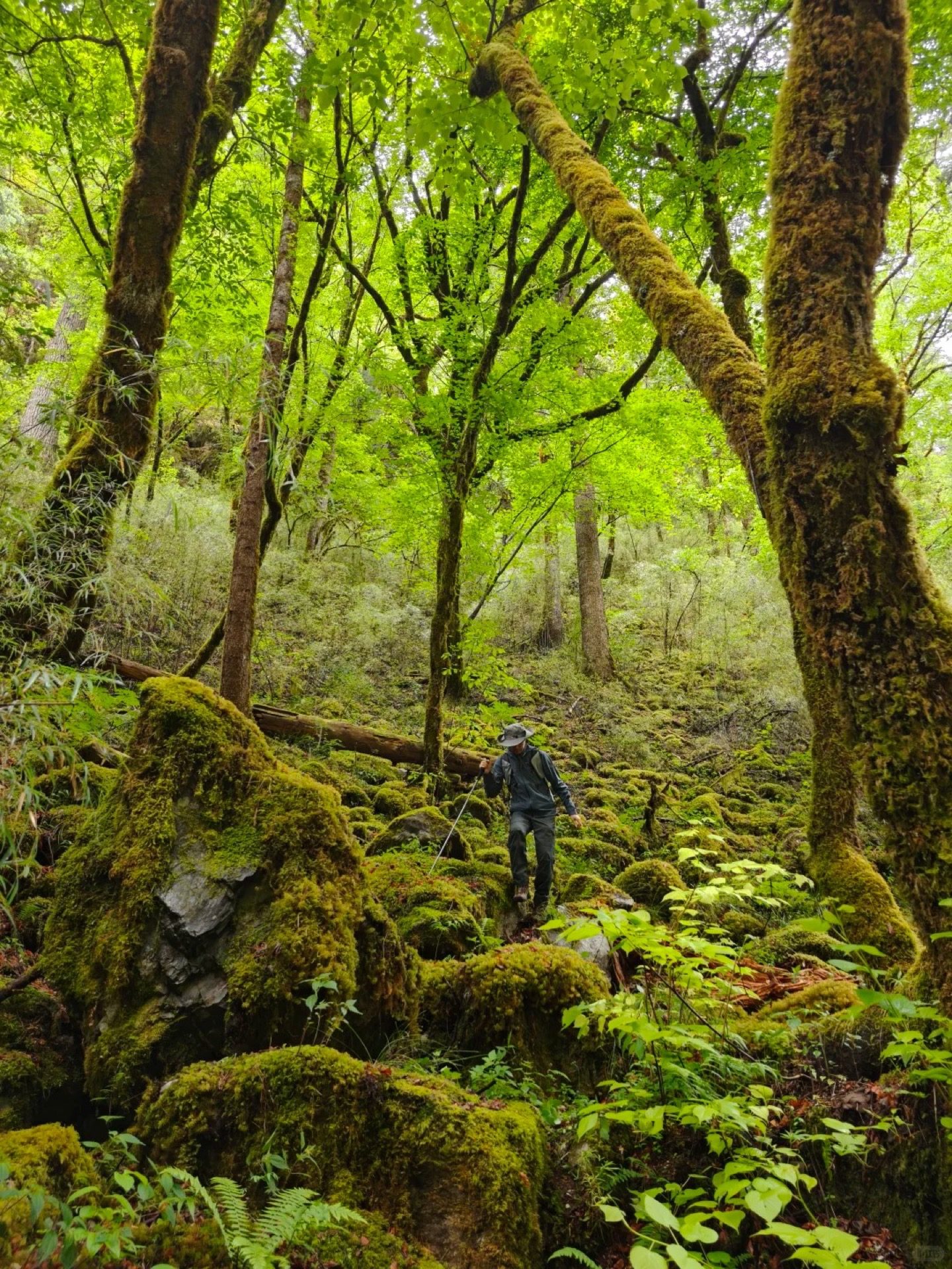 Rainbow forming in the spray of a waterfall in Niru Valley, Shangri-La