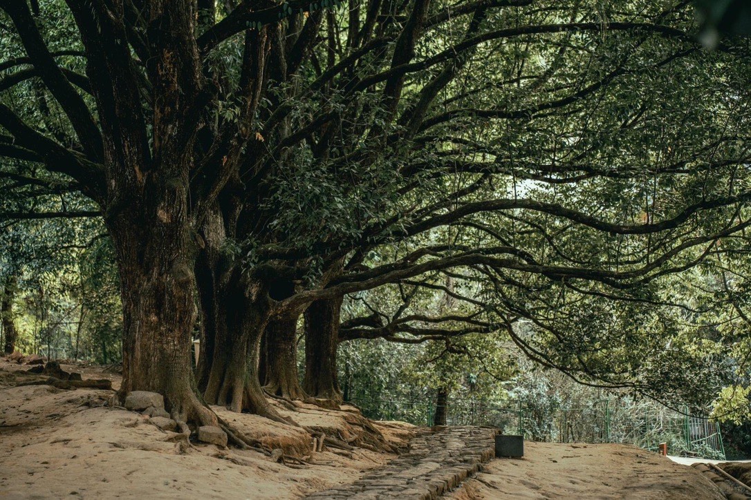 Sprawling ancient trees along a forest path in the Gaoligong Mountains, Yunnan — Yunnan slow culture tour