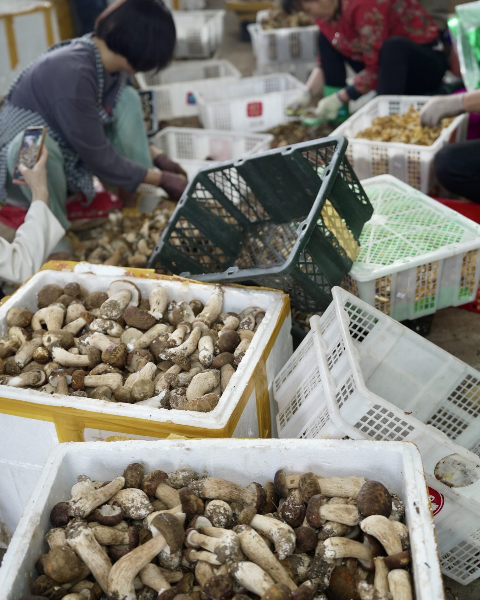 Wild mushroom foragers displaying their forest harvest at a Kunming market — Yunnan slow culture tour