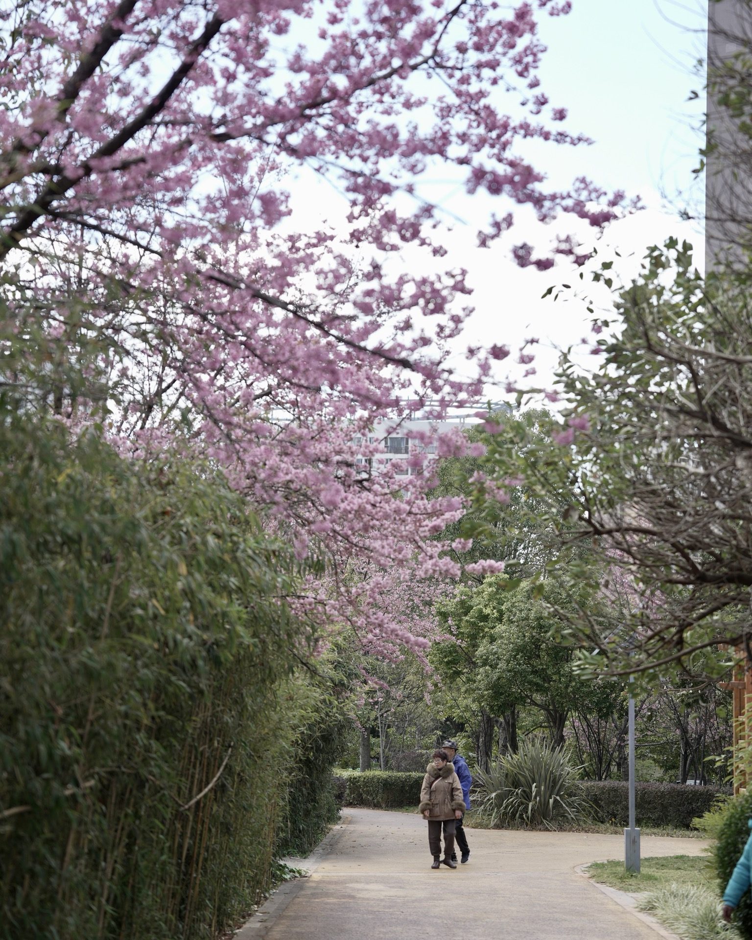 Spring park scene with blossom trees and locals strolling in Kunming — Yunnan slow culture tour