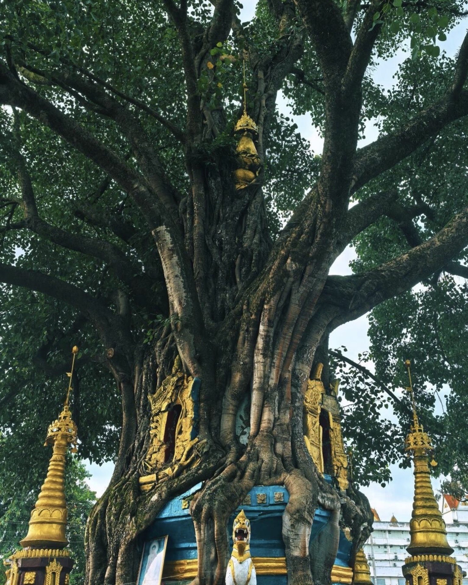 Ancient bodhi tree wrapped in golden shrine offerings at a Mangshi Dai temple — Yunnan slow culture tour