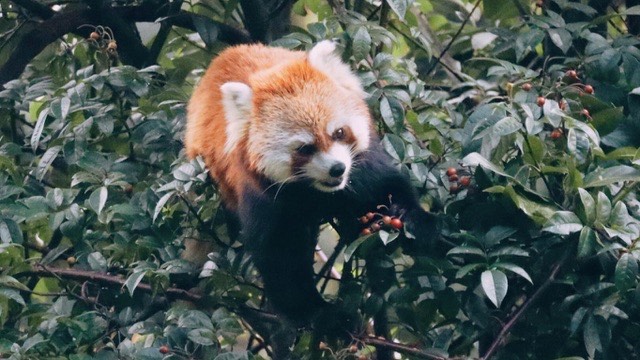 Red panda feeding on mountain berries in the Cang Mountain forest above Dali — Yunnan slow culture tour