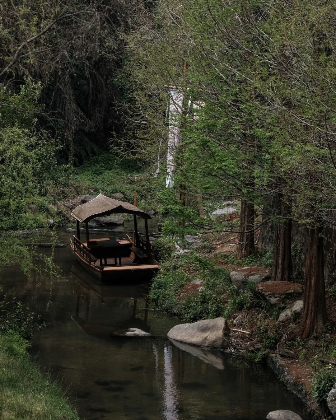 Ancient banyan tree arching over a forest path in the Gaoligong Mountain foothills, Tengchong — Yunnan slow culture tour