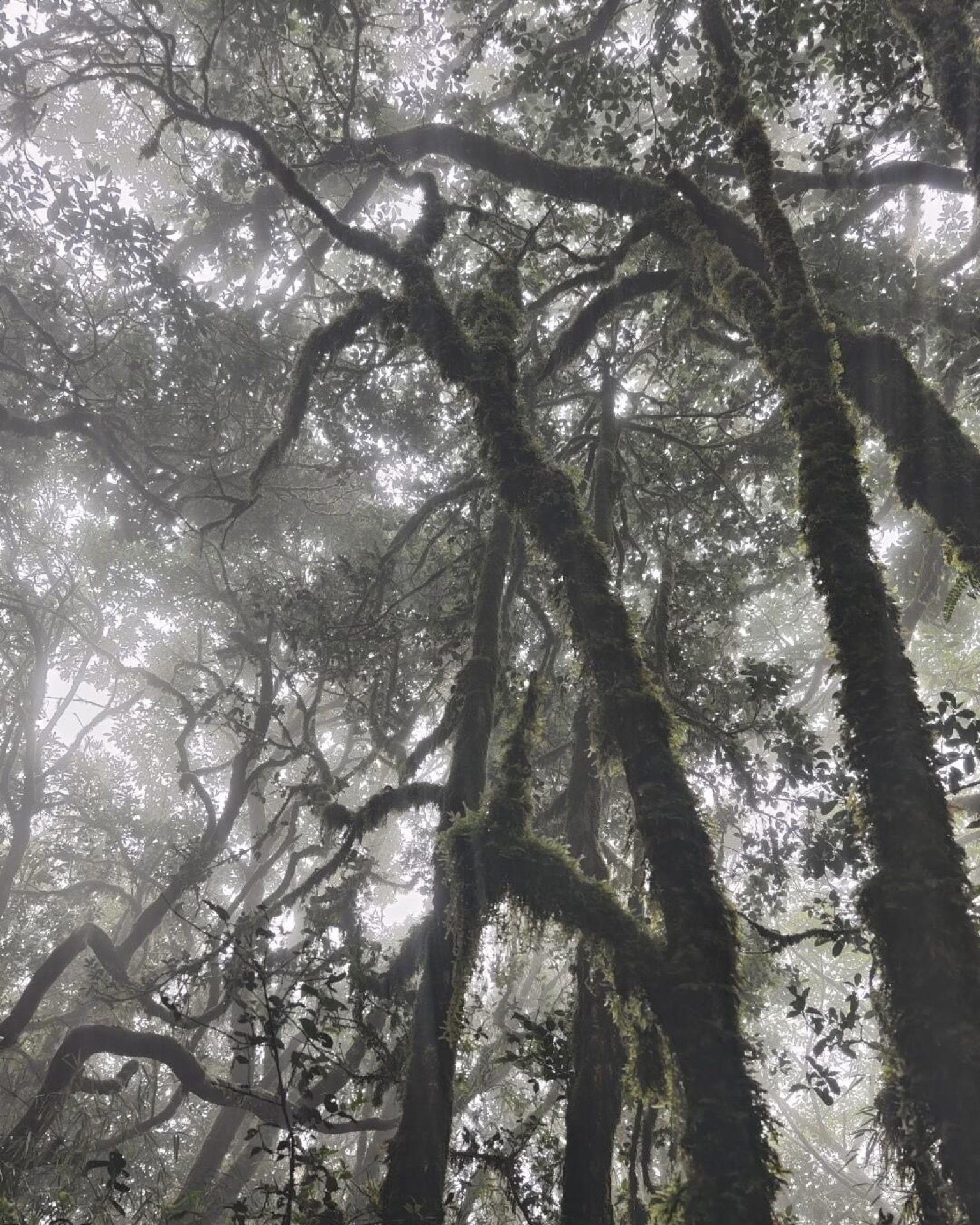 Gaoligong Mountain ridgeline stretching into the mist above Tengchong's forests — Yunnan slow culture tour