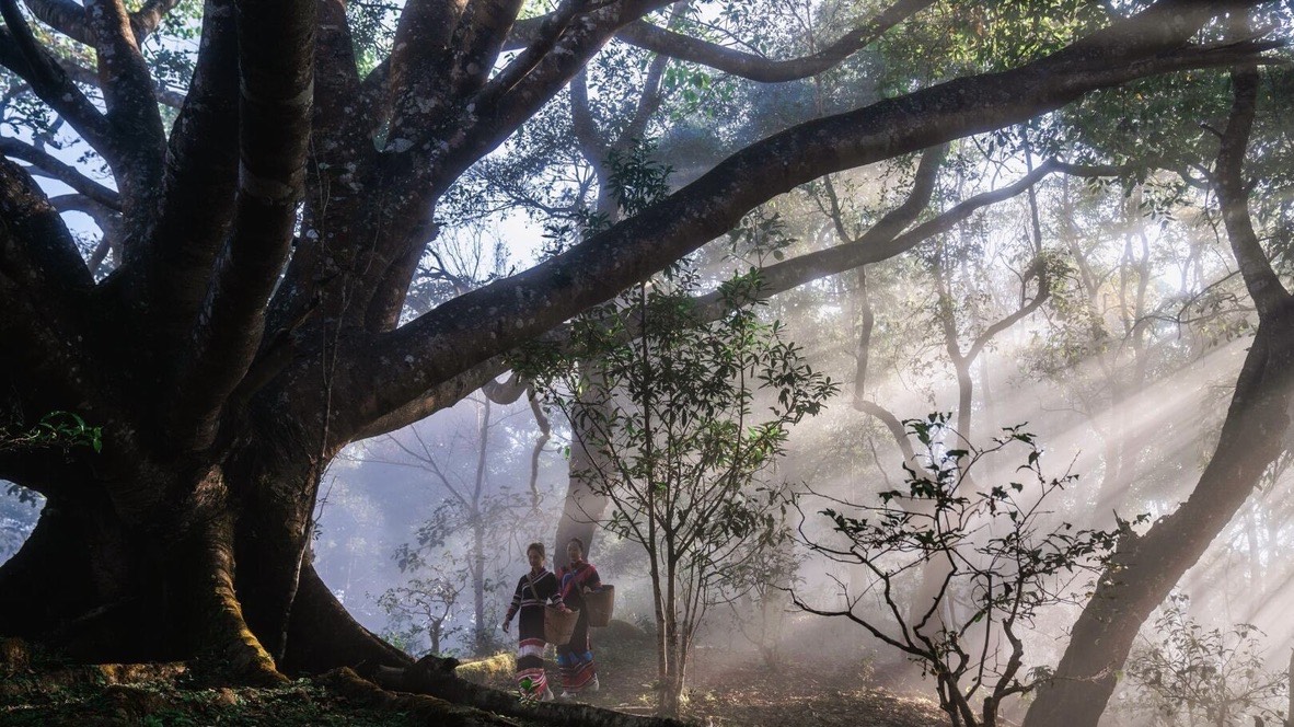 Local tea pickers beneath giant ancient tea trees in Jingmai's misty forest