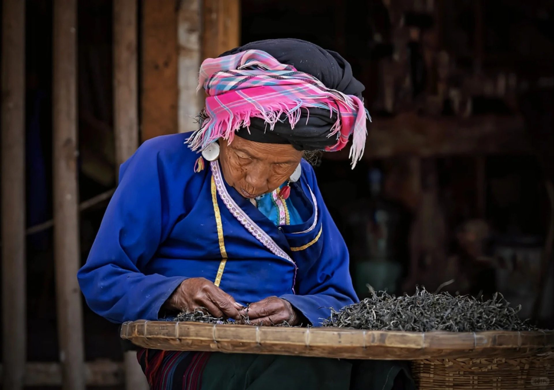 Bulang elder carefully sorting freshly picked tea leaves on Jingmai Mountain — Yunnan tropical tour