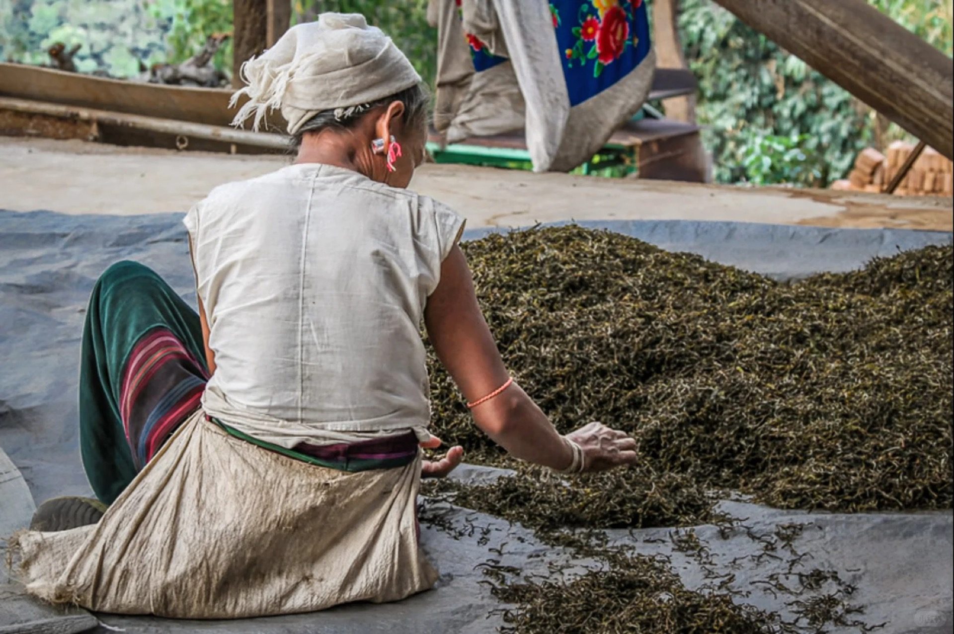 Bulang woman sun-drying tea leaves in the traditional manner on Jingmai Mountain — Yunnan tropical tour