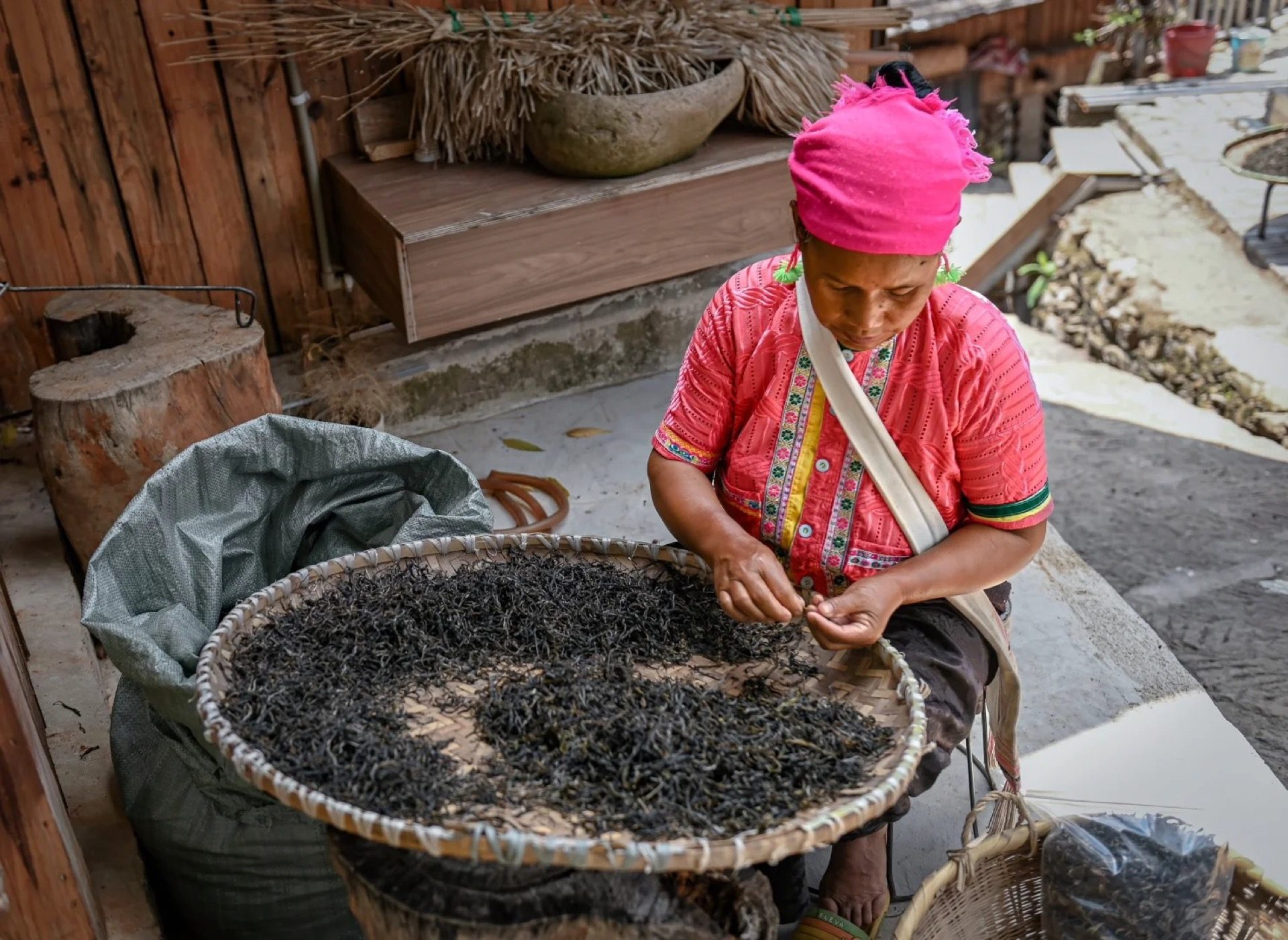 Bulang woman carrying a basket of fresh tea leaves in the outdoor garden on Jingmai Mountain — Yunnan tropical tour