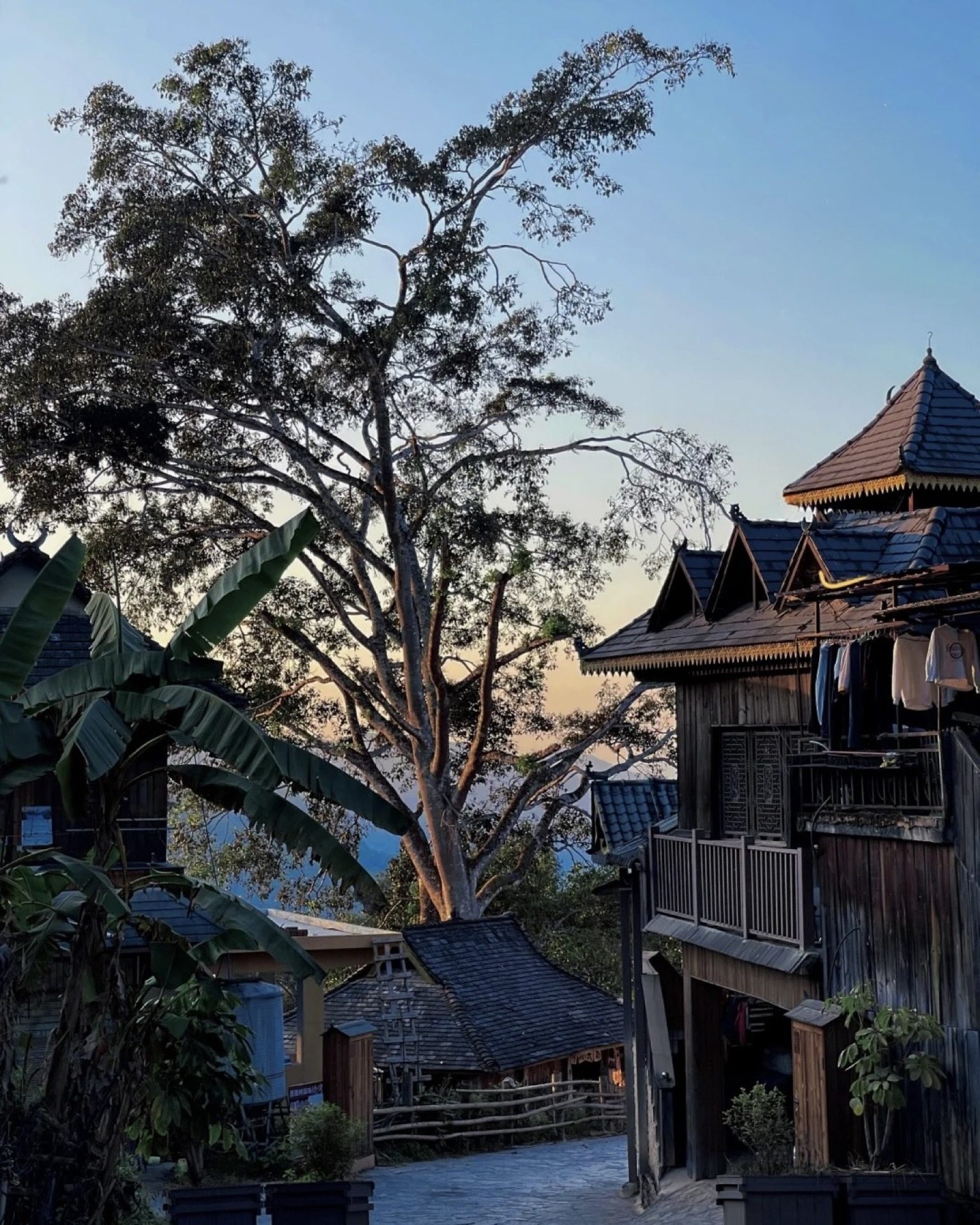 Looking up into the towering canopy of ancient tea trees on Jingmai Mountain — Yunnan tropical tour