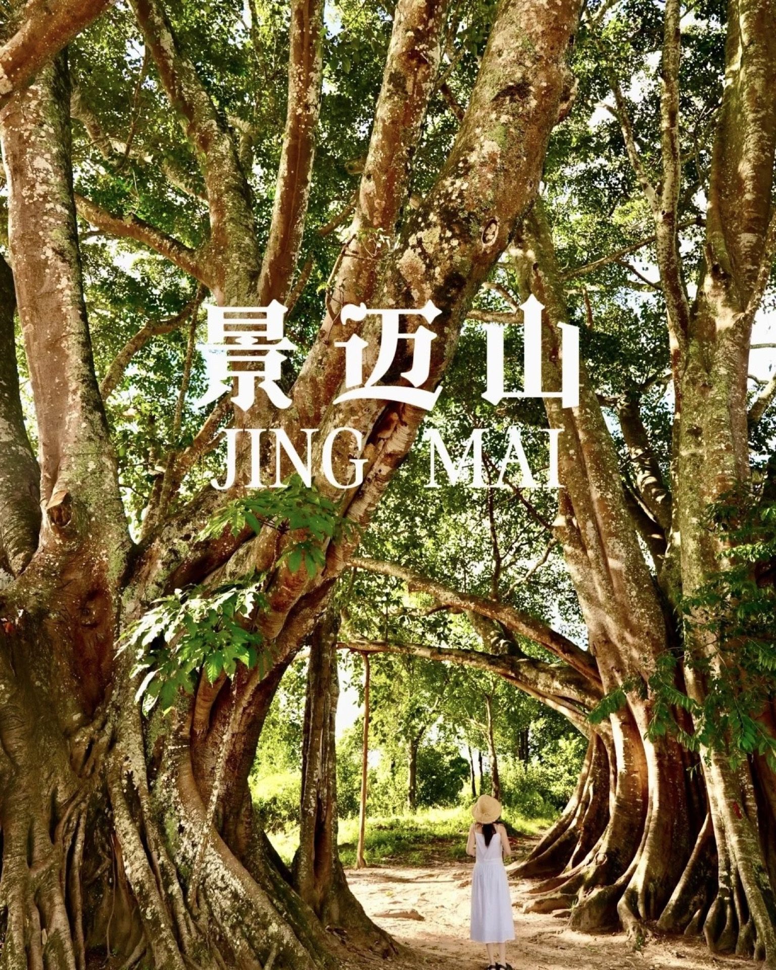 Archway of ancient gnarled tea trees forming a tunnel trail on Jingmai Mountain — Yunnan tropical tour