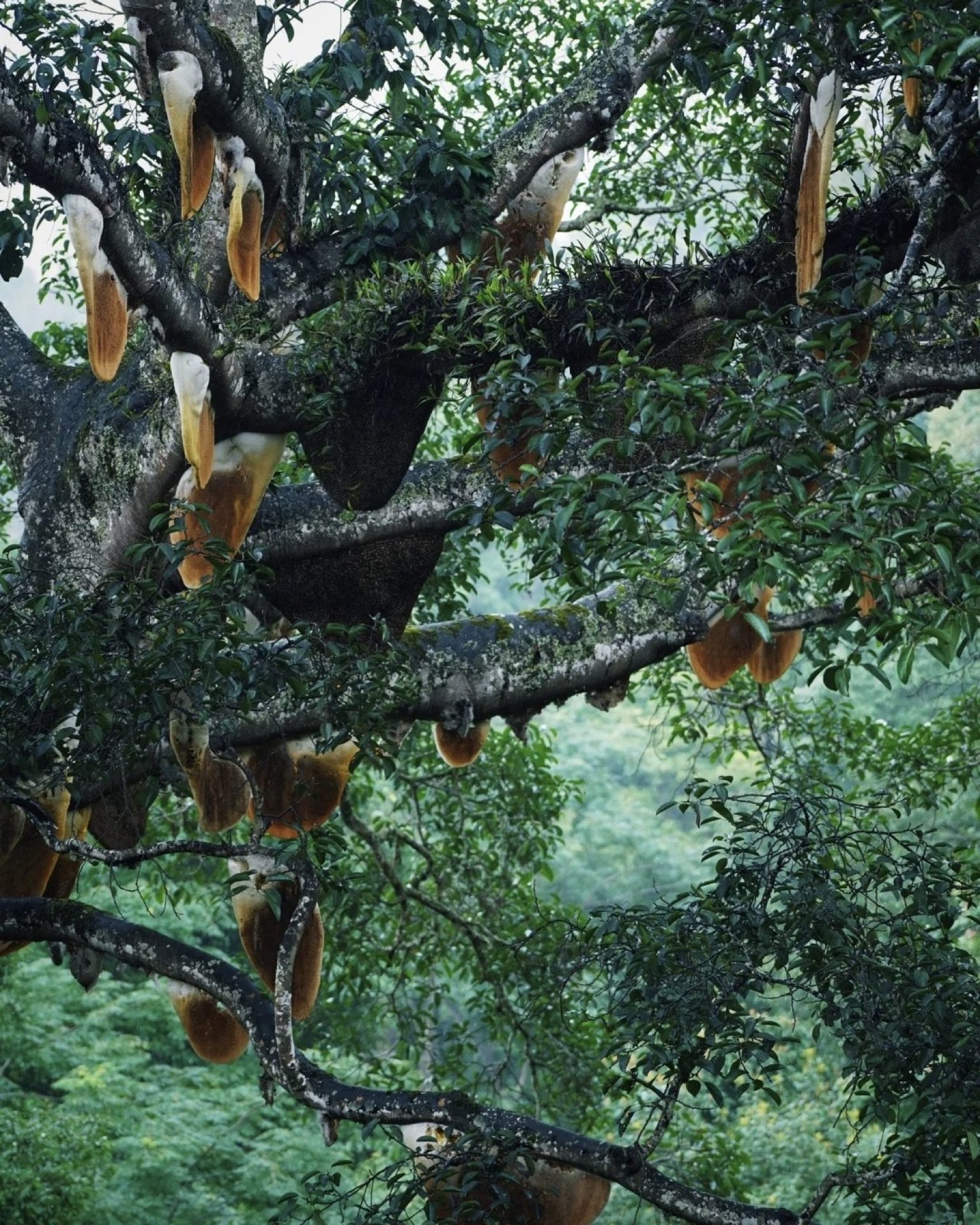 Detail of a wild honeycomb on an ancient bee tree in Jingmai's UNESCO tea forest — Yunnan tropical tour