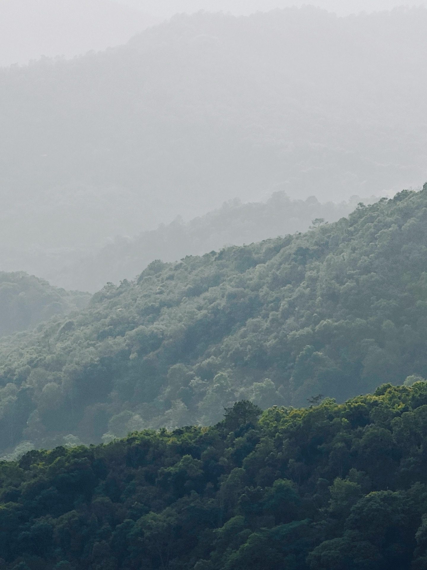 Aerial view of the vast UNESCO ancient tea forest on Jingmai Mountain — Yunnan tropical tour