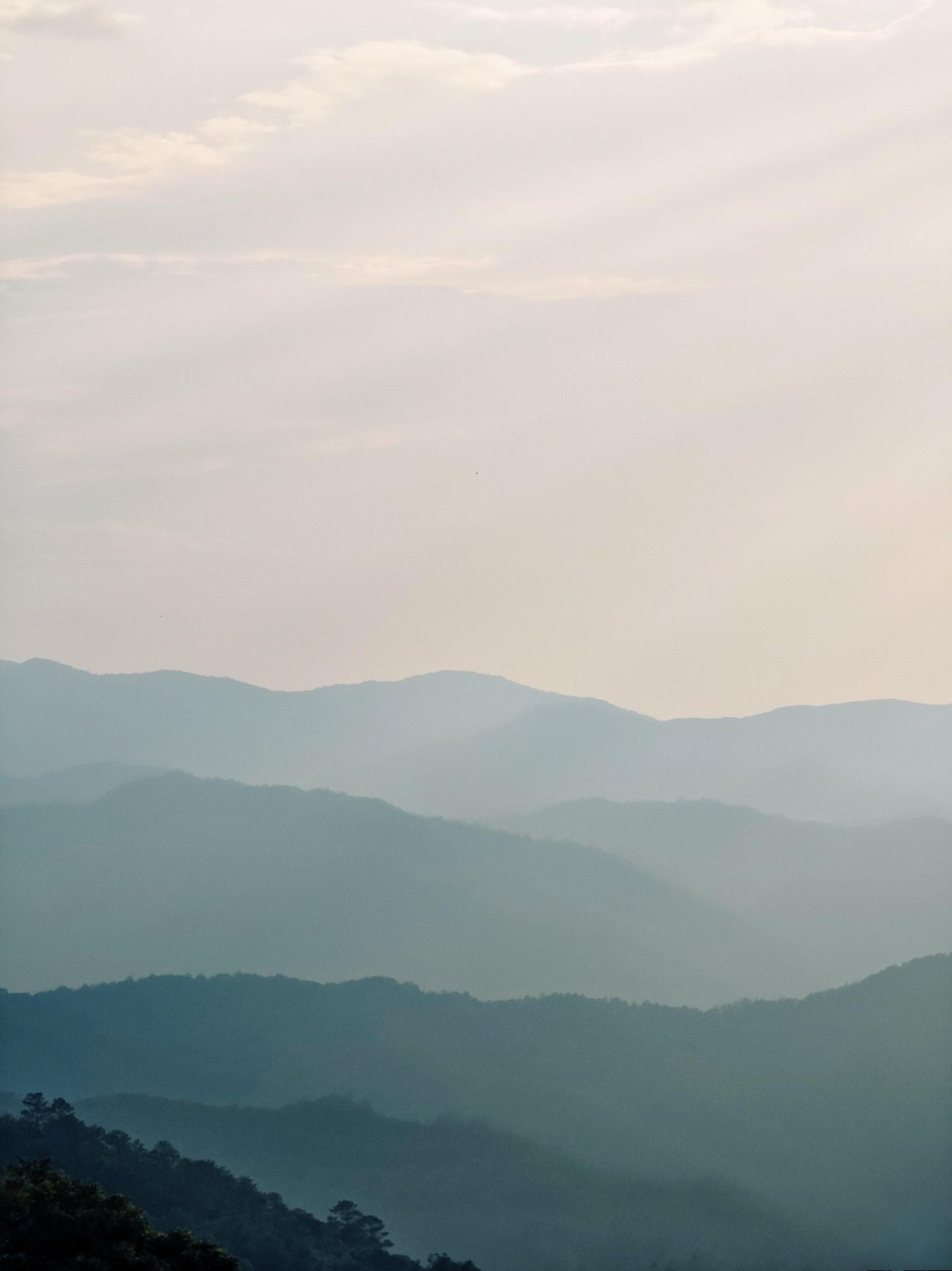 Misty morning light filtering through the ancient tea forest on Jingmai Mountain — Yunnan tropical tour