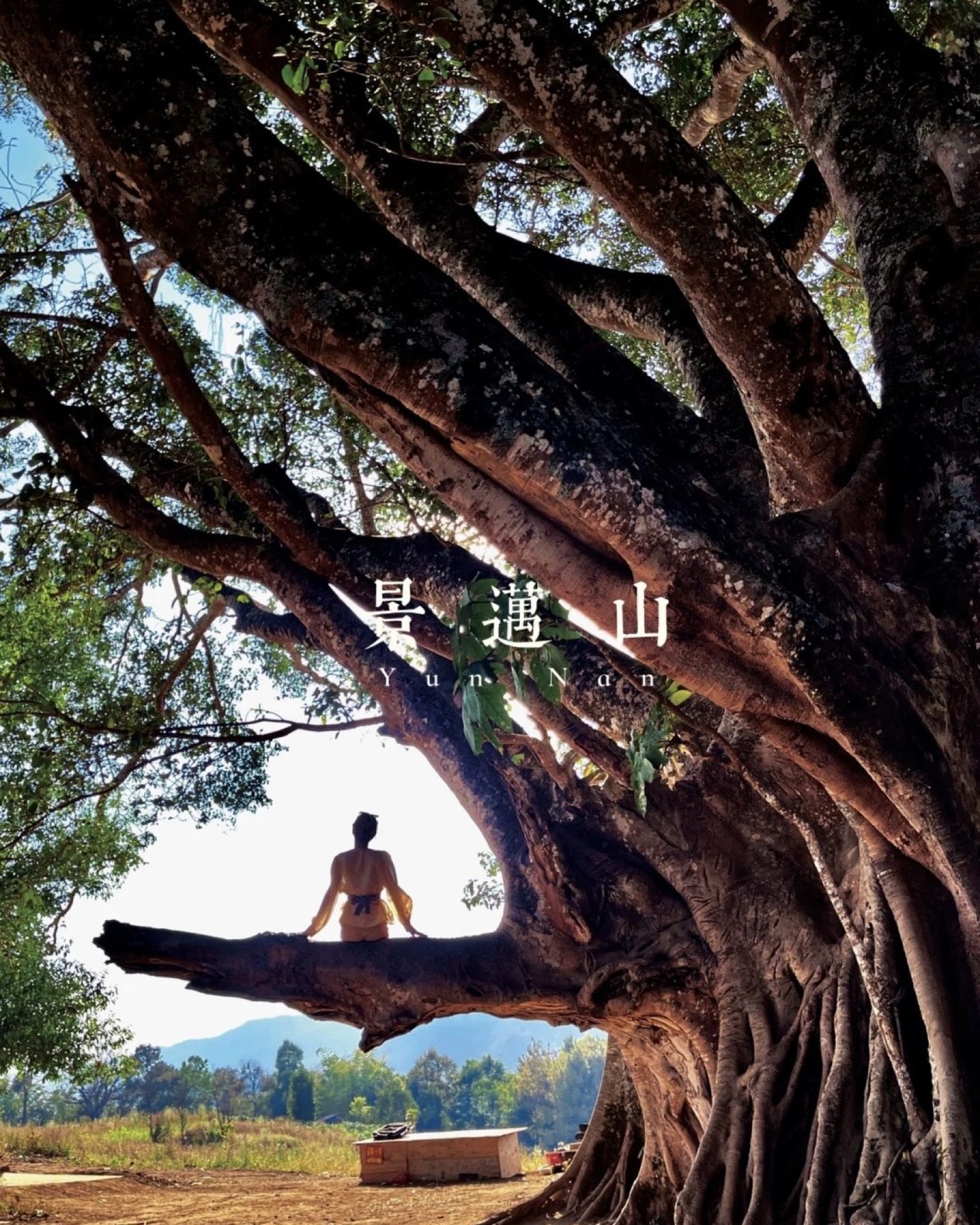 Wooden pavilion nestled in the ancient tea forest on Jingmai Mountain for a ridge picnic — Yunnan tropical tour