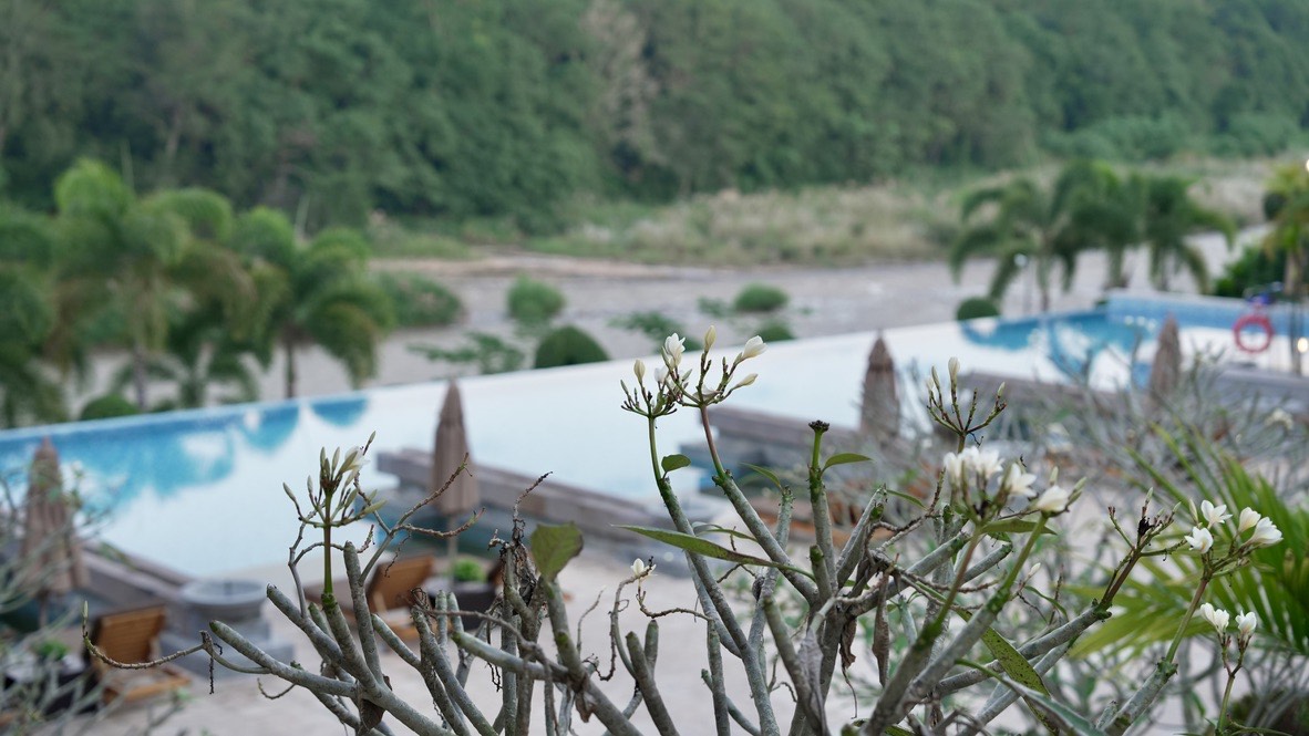 Frangipani blooms framing an infinity pool at a boutique Xishuangbanna resort