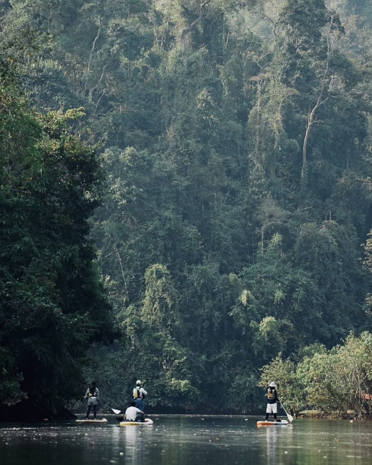 Dense tropical vegetation giving an Amazon-like feel in Xishuangbanna's rainforest — Yunnan tropical tour